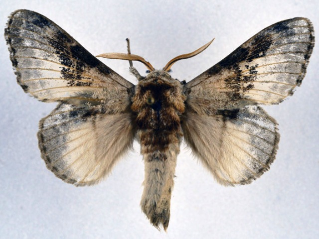 Schausinna affinis